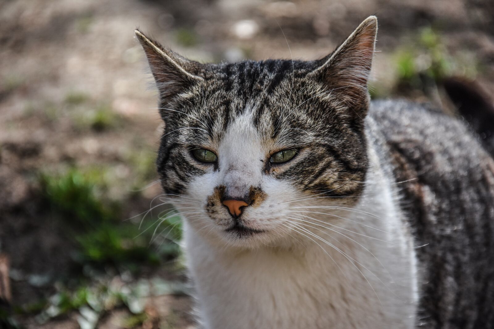 Nikon D7200 sample photo. Cat, animal, wild photography
