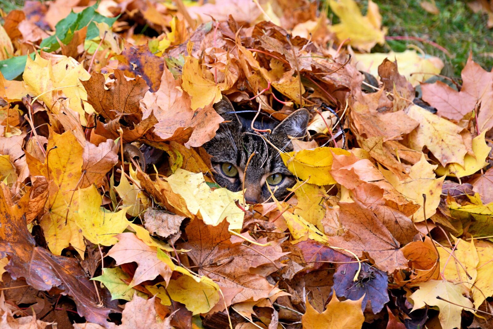Nikon D3200 sample photo. Cat, leaves, autumn photography
