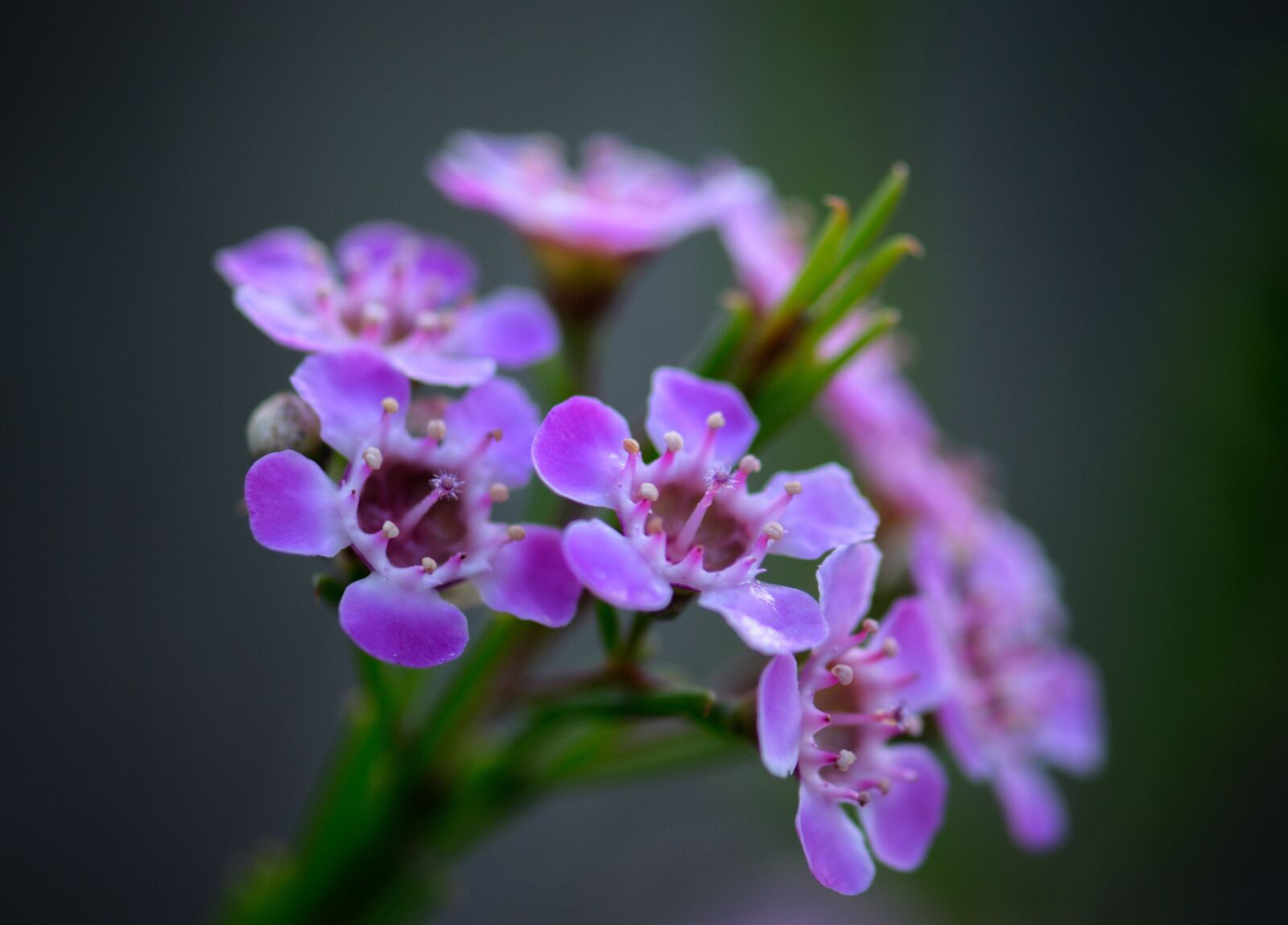 Nikon D3300 sample photo. Native, flora, wildflower photography