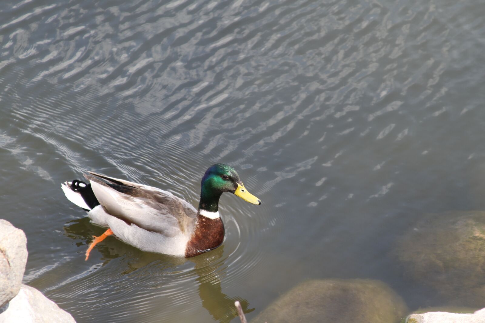 Canon EOS 7D sample photo. Duck, madison, wisconsin photography