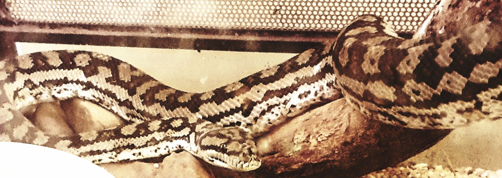 Samsung Galaxy Note9 sample photo. Snake, pet, reptile photography