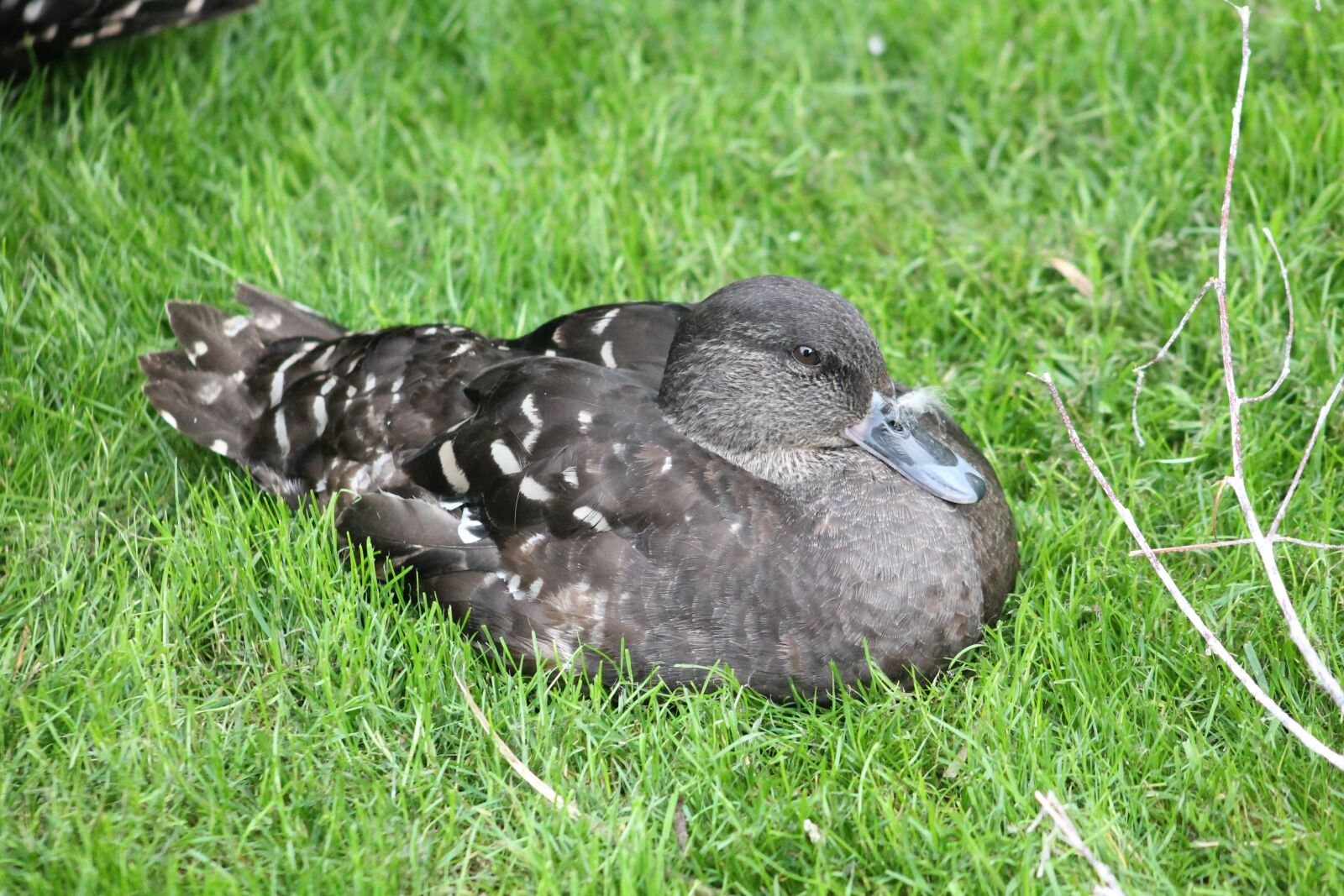 Canon EF 75-300mm f/4-5.6 sample photo. Duck, zoo, safari photography