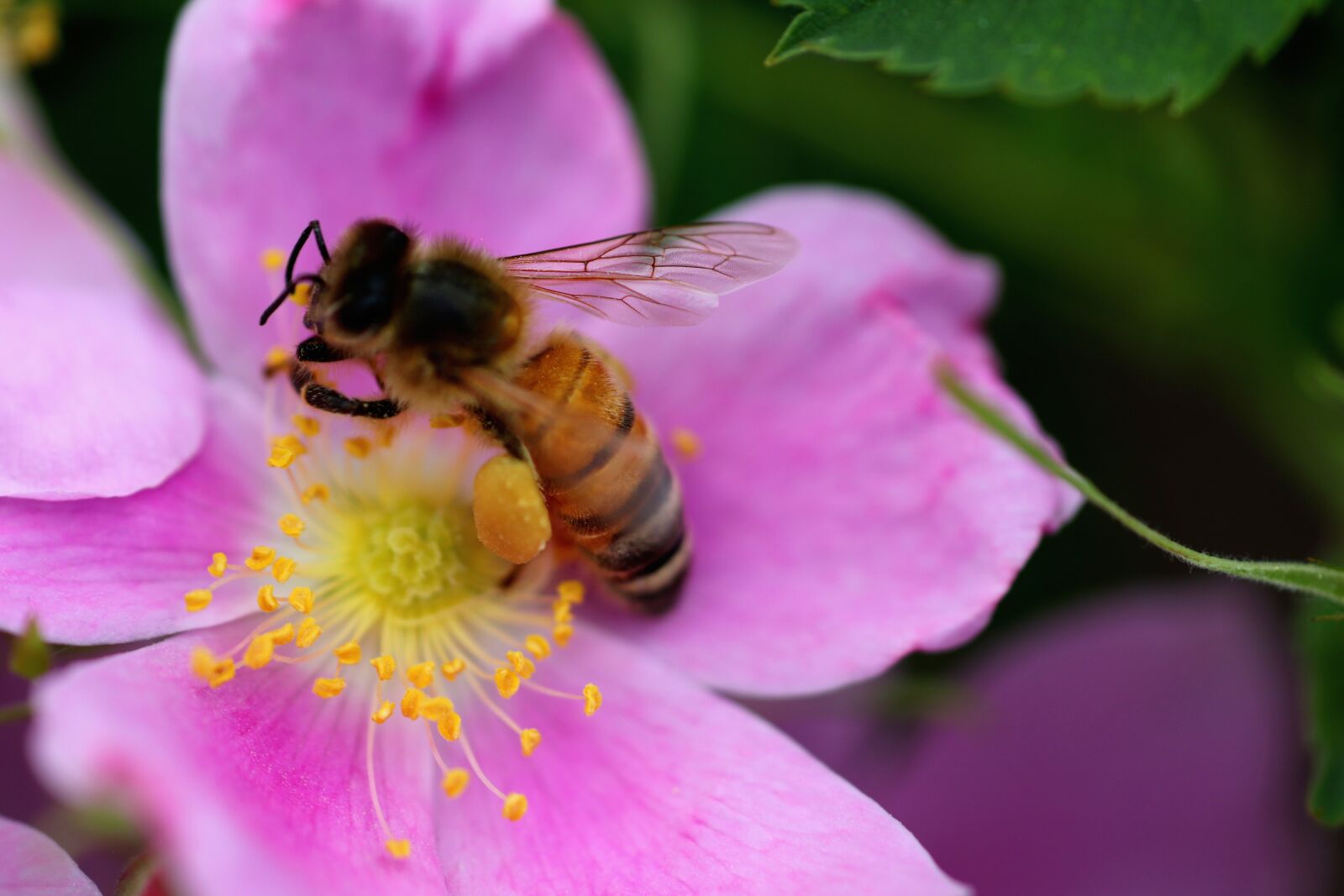 Canon EOS 200D (EOS Rebel SL2 / EOS Kiss X9) sample photo. Wasp, flower, nectar photography