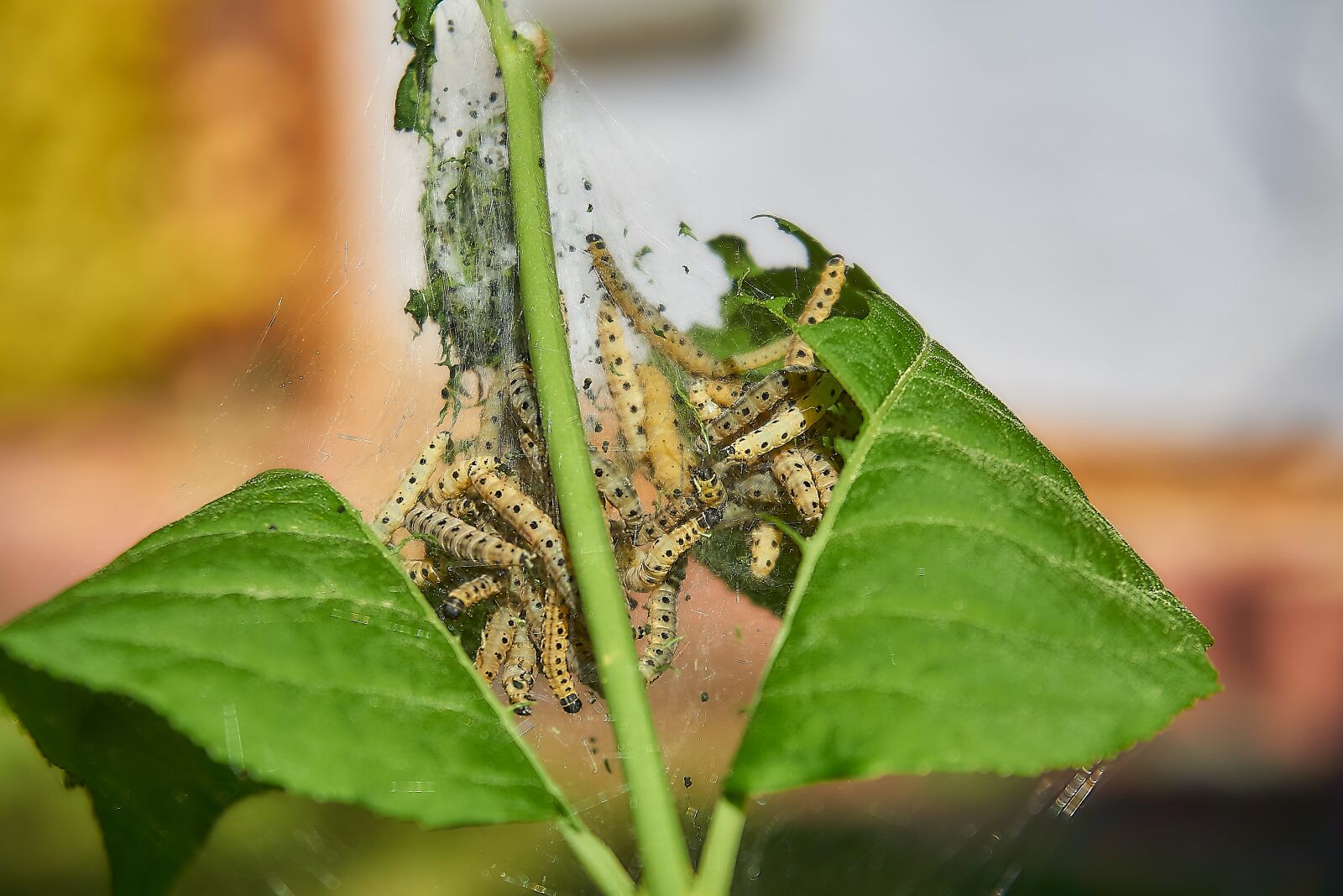 Sony a6000 sample photo. Ermine, bud moth, track photography