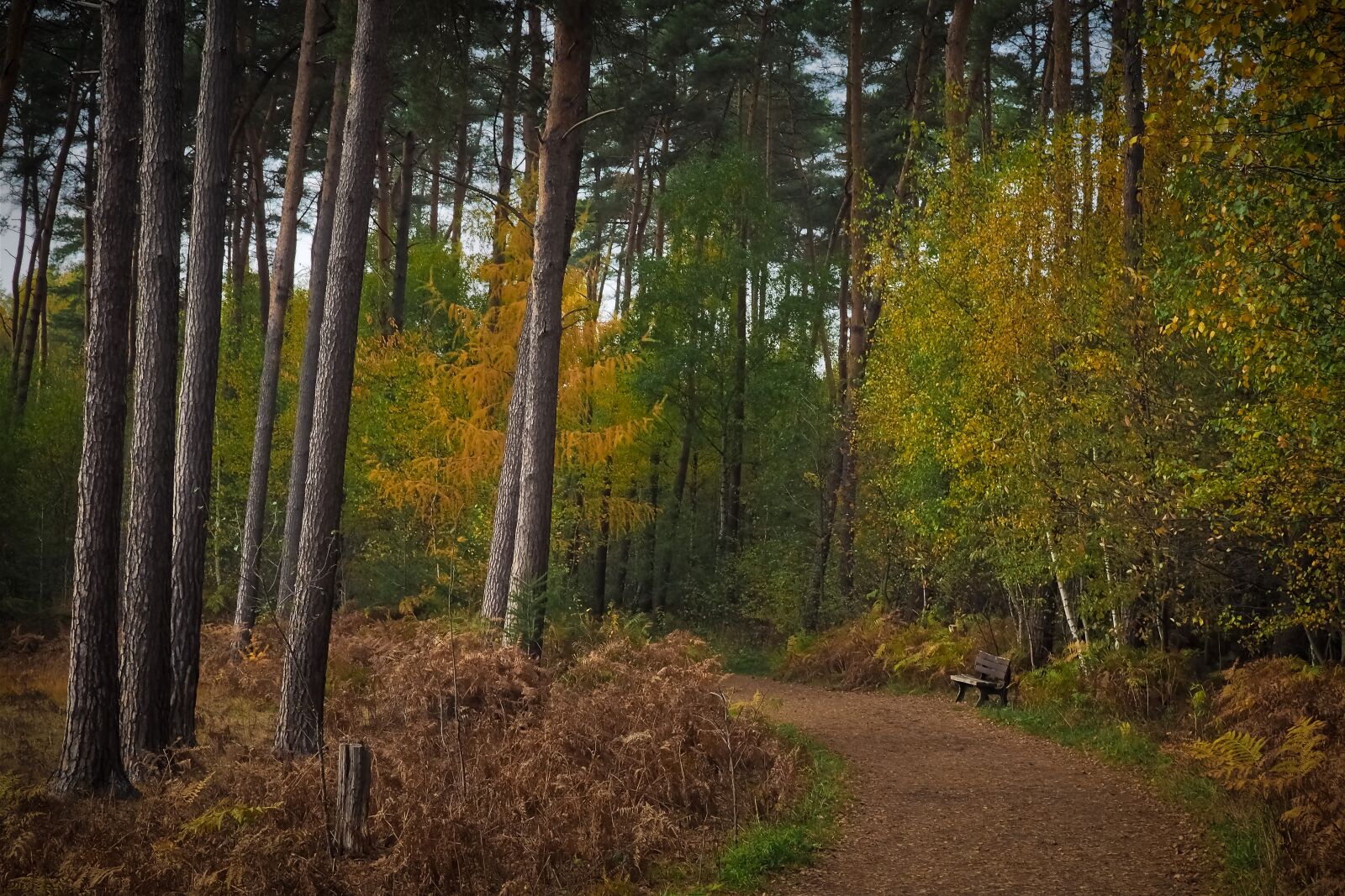 Olympus OM-D E-M10 sample photo. Forest, autumn, nature photography
