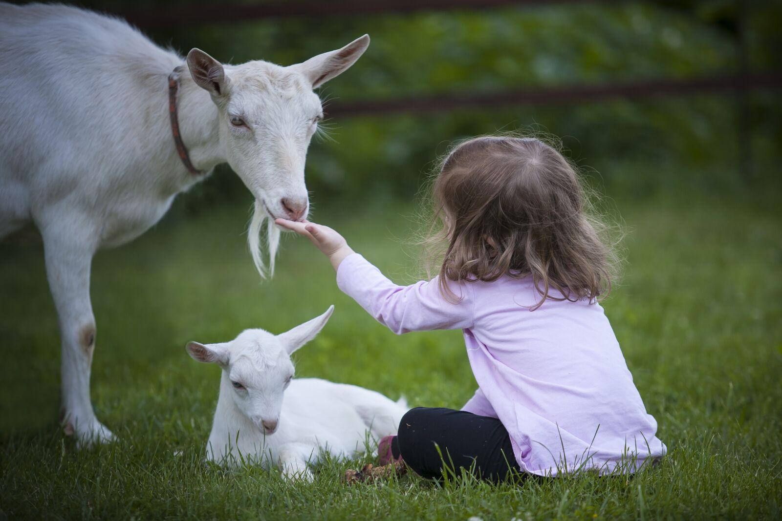 Canon EOS 5D + Canon EF 70-200mm F2.8L USM sample photo. Goat, kid, animal photography