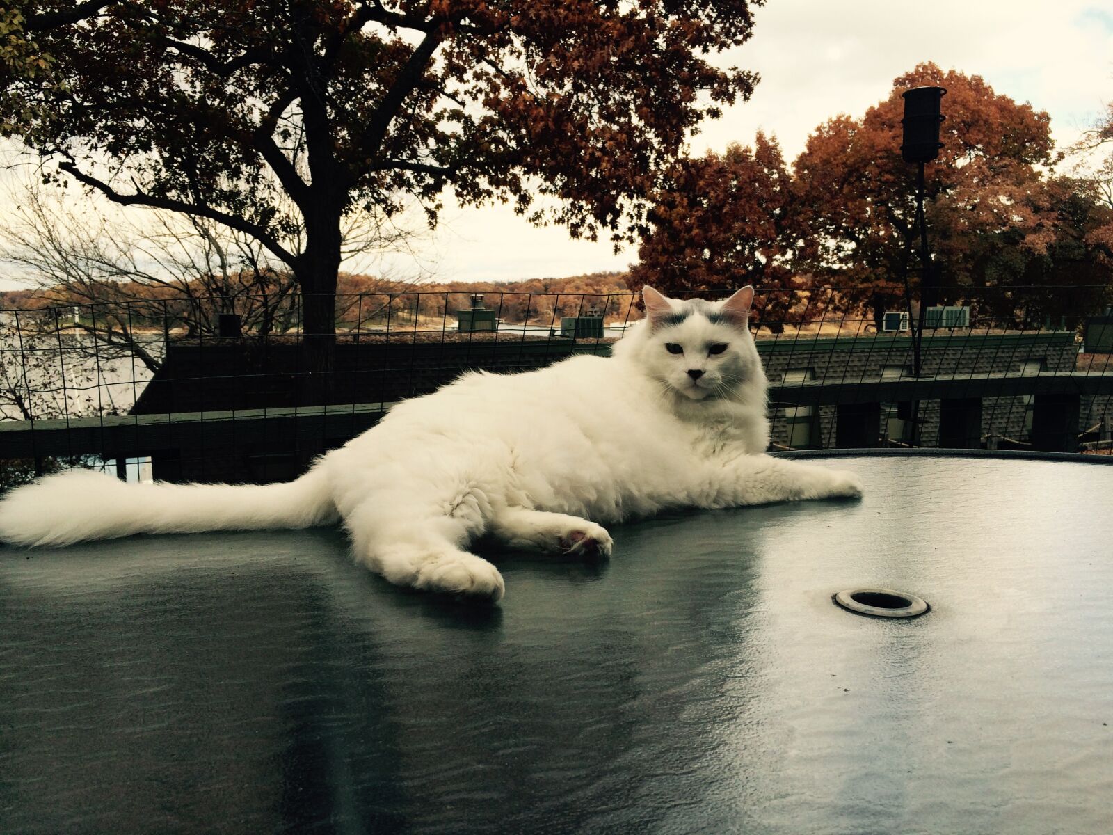 Apple iPhone 5s sample photo. Cat, fall, beauty photography