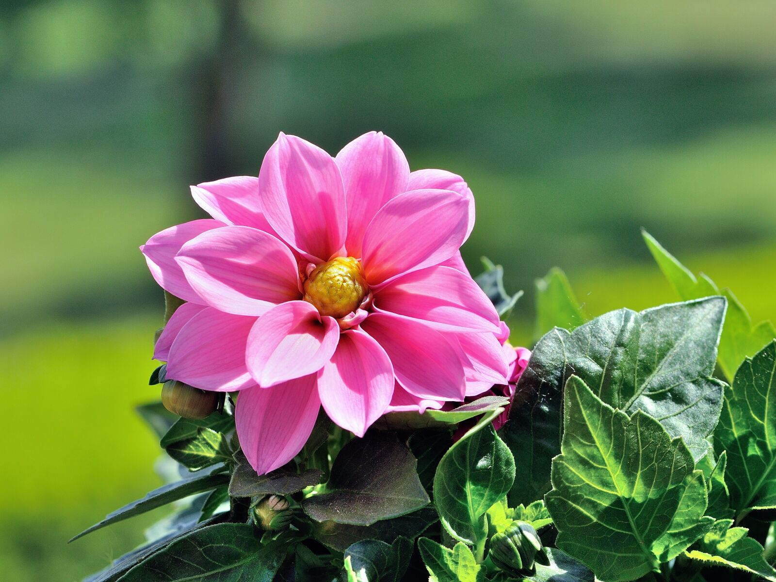 Nikon D90 sample photo. Flower, nature, spring photography