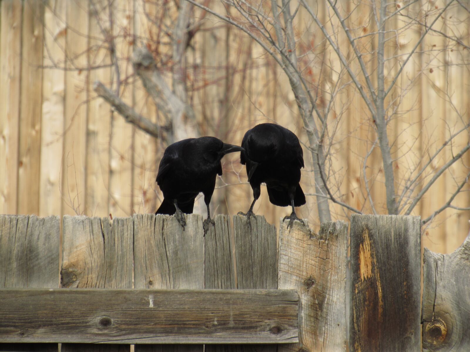Canon PowerShot SX530 HS sample photo. Crow, raven, bird photography