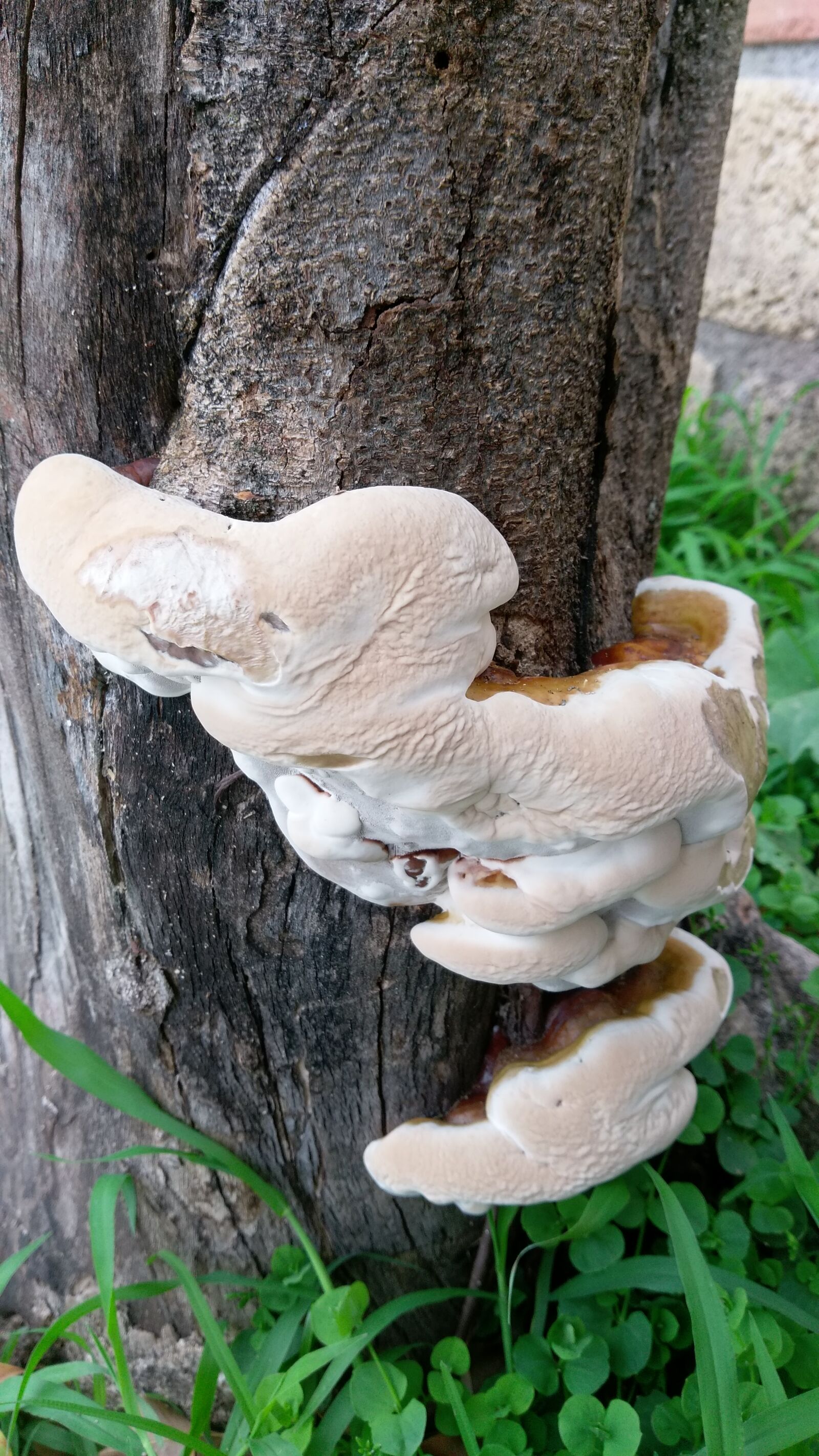 HTC ONE A9 sample photo. Clover, mushroom, tree photography