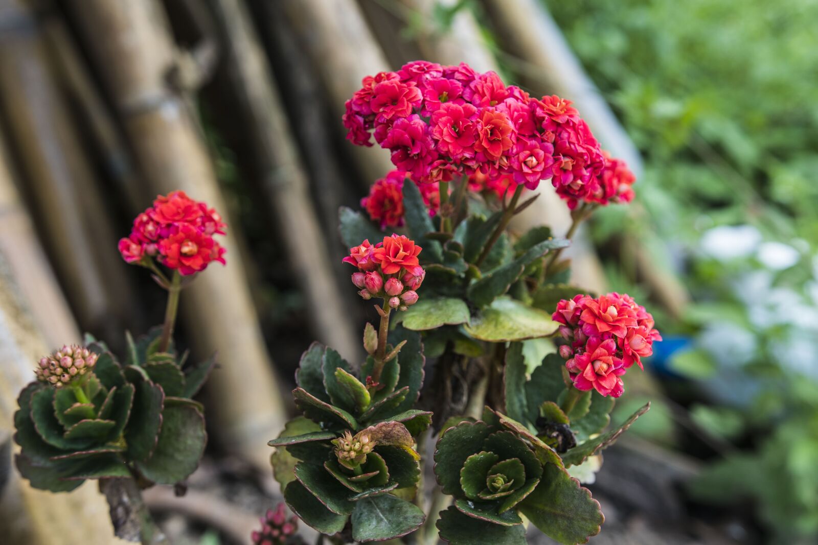 Sony a7R II sample photo. Flower, red, plant photography