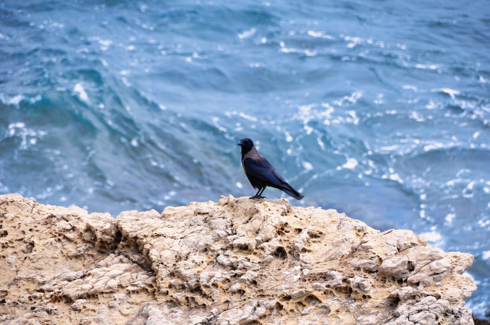 Nikon D300S sample photo. Bird, sea, nature photography