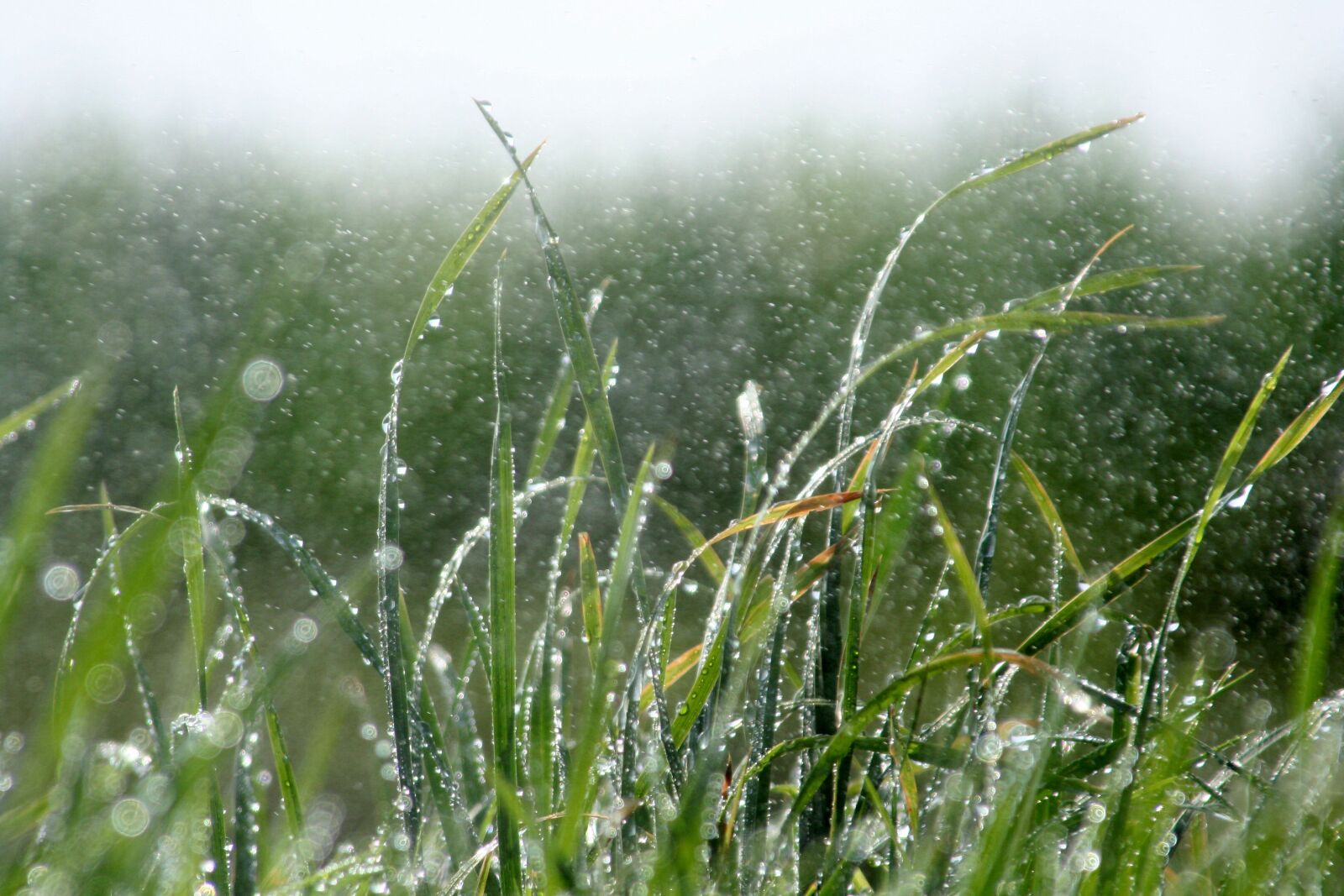 Canon EOS 350D (EOS Digital Rebel XT / EOS Kiss Digital N) sample photo. Rain, grass, wet photography