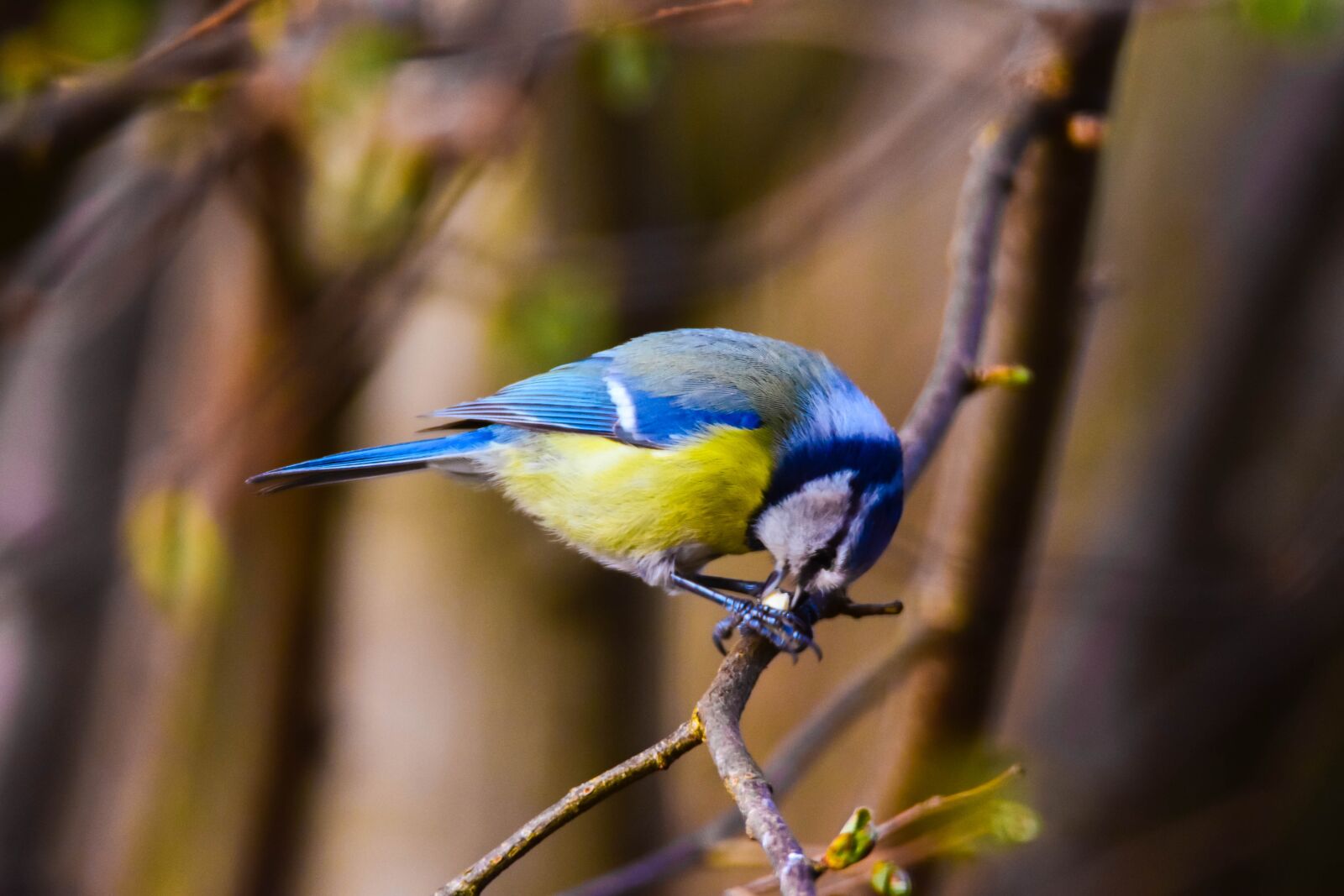 Tamron SP 150-600mm F5-6.3 Di VC USD sample photo. Bird, nature, tit photography