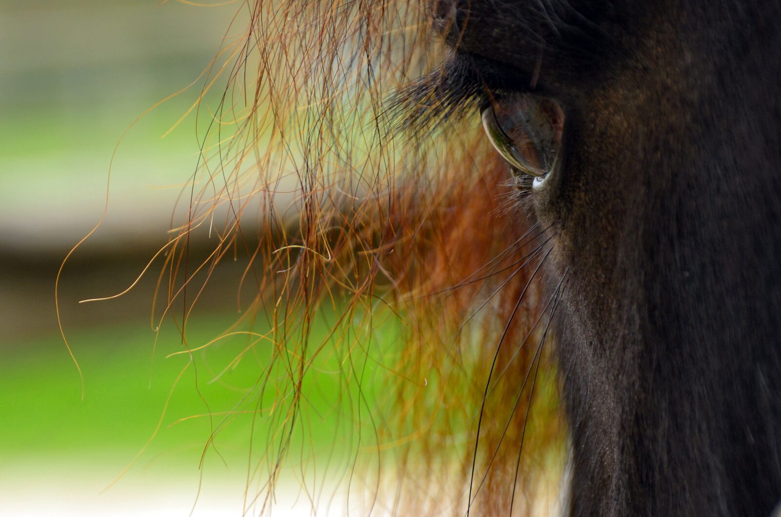 Nikon D7000 sample photo. Horse, animal world, big photography