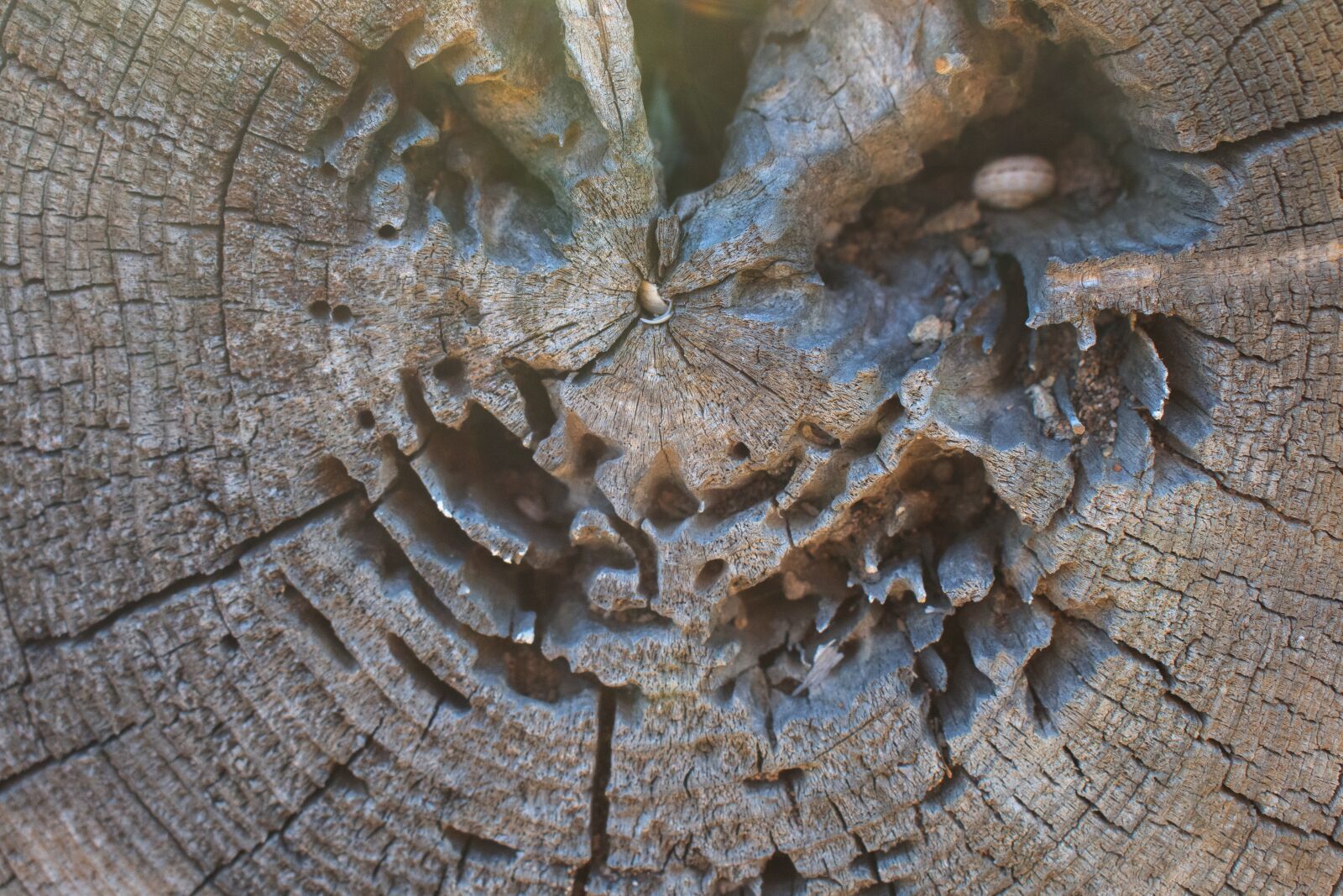 Nikon D7200 sample photo. Tree, slice of wood photography