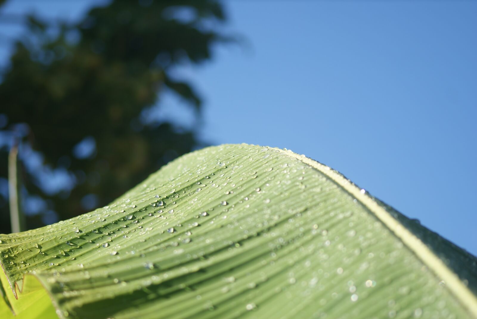 Sony Alpha DSLR-A200 sample photo. Green, leaf, sol photography