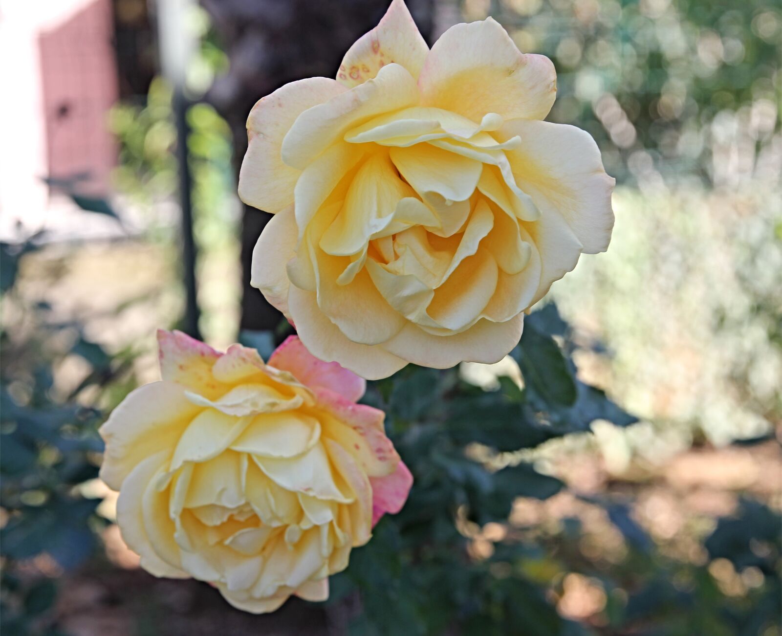 Canon EF 24-70mm F2.8L II USM sample photo. Rose, flower, romantic photography