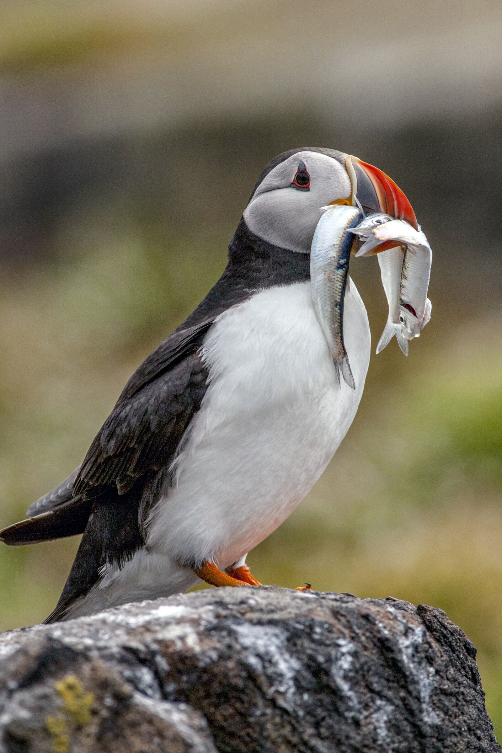Canon EF 300mm F4L IS USM sample photo. Bird, puffin, wildlife photography