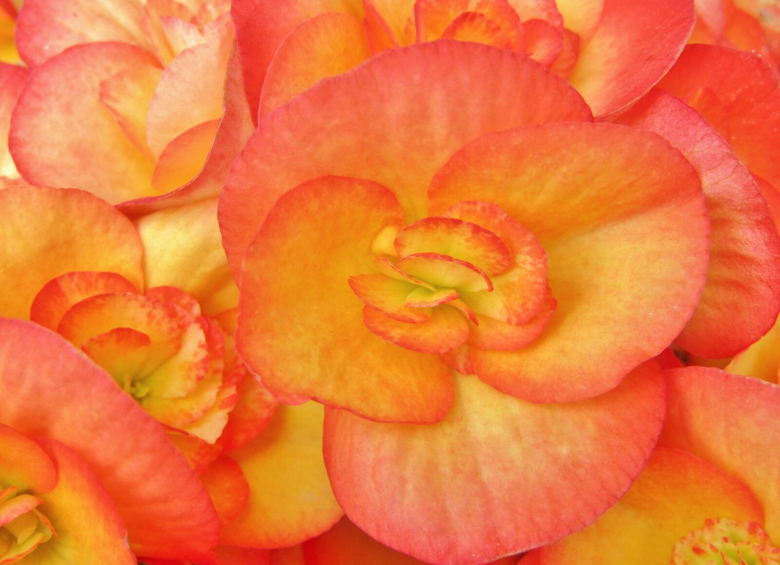 Canon POWERSHOT SX432 IS sample photo. Begonias, flowers, blumenstock photography