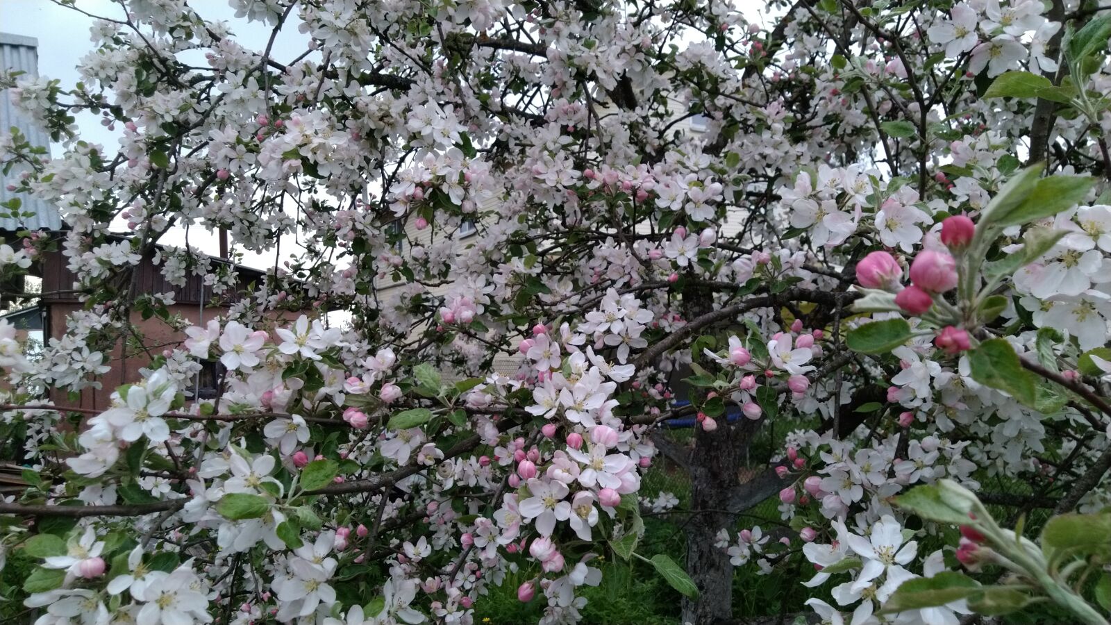 ASUS ZenFone 5 Lite (ZC600KL) sample photo. Spring, apple tree, bloom photography