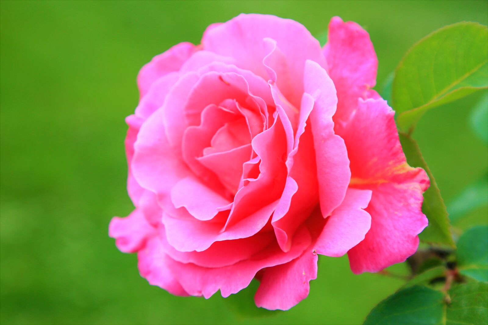 Canon EF 24-105mm F4L IS USM sample photo. Rose, spring, pink photography