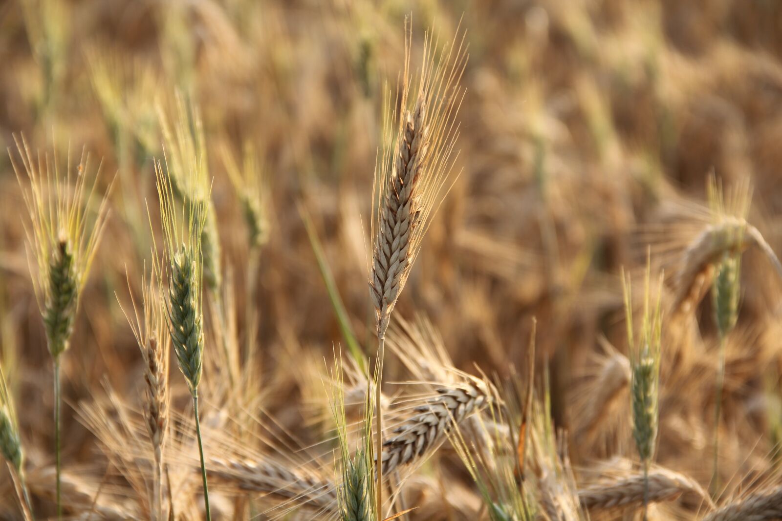 Canon EOS 550D (EOS Rebel T2i / EOS Kiss X4) sample photo. Cornfield, field, wheat photography