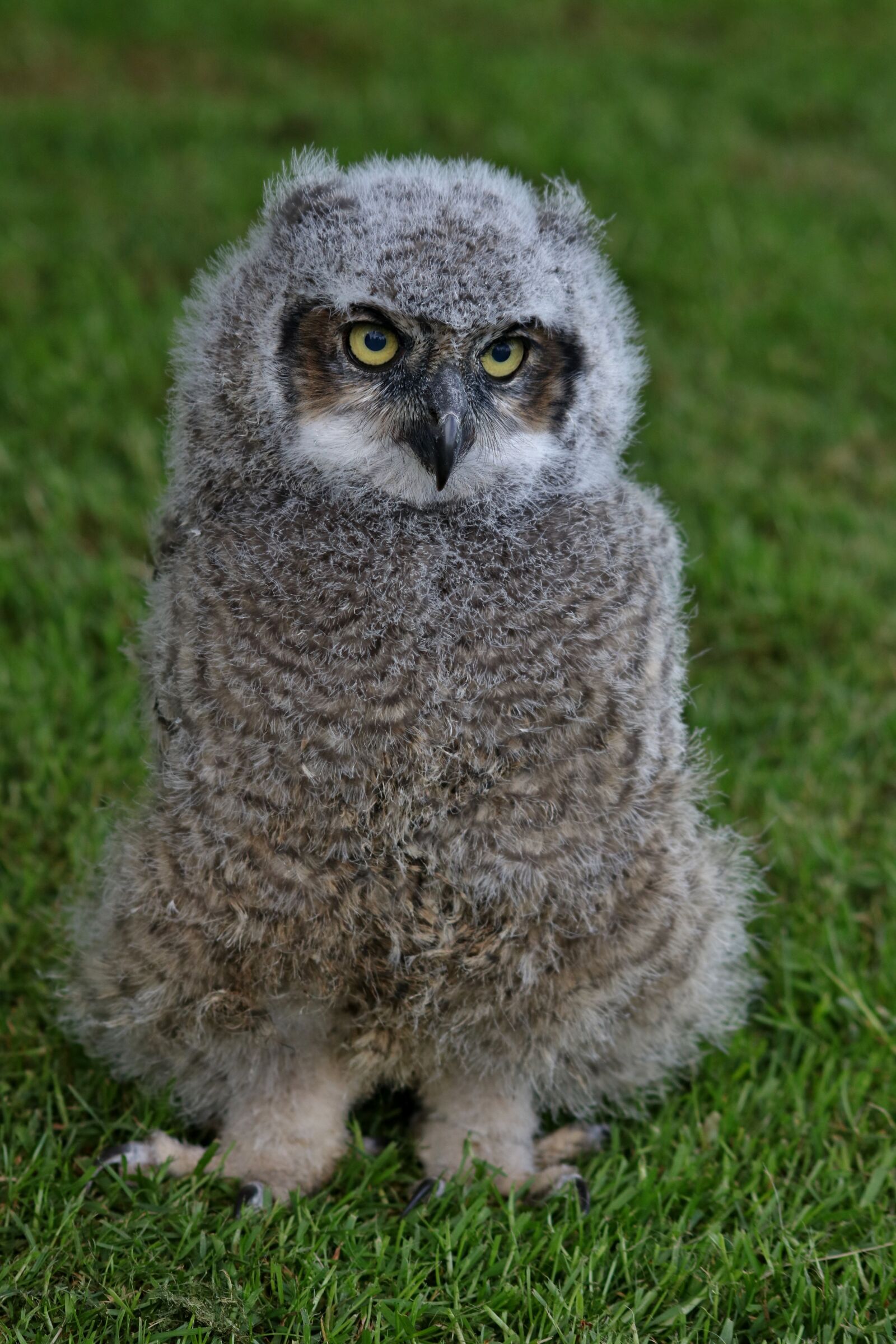 Canon EOS 750D (EOS Rebel T6i / EOS Kiss X8i) sample photo. Owl, fluffy, baby owl photography