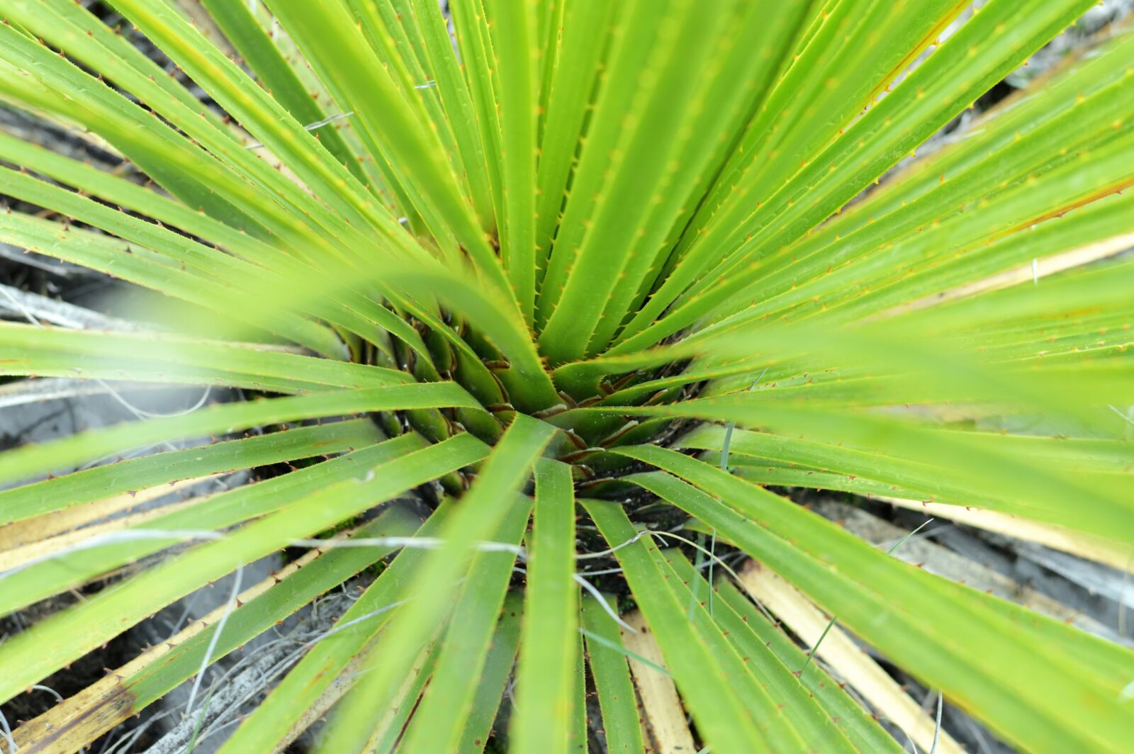 Nikon D3200 sample photo. Green, plant, nature photography