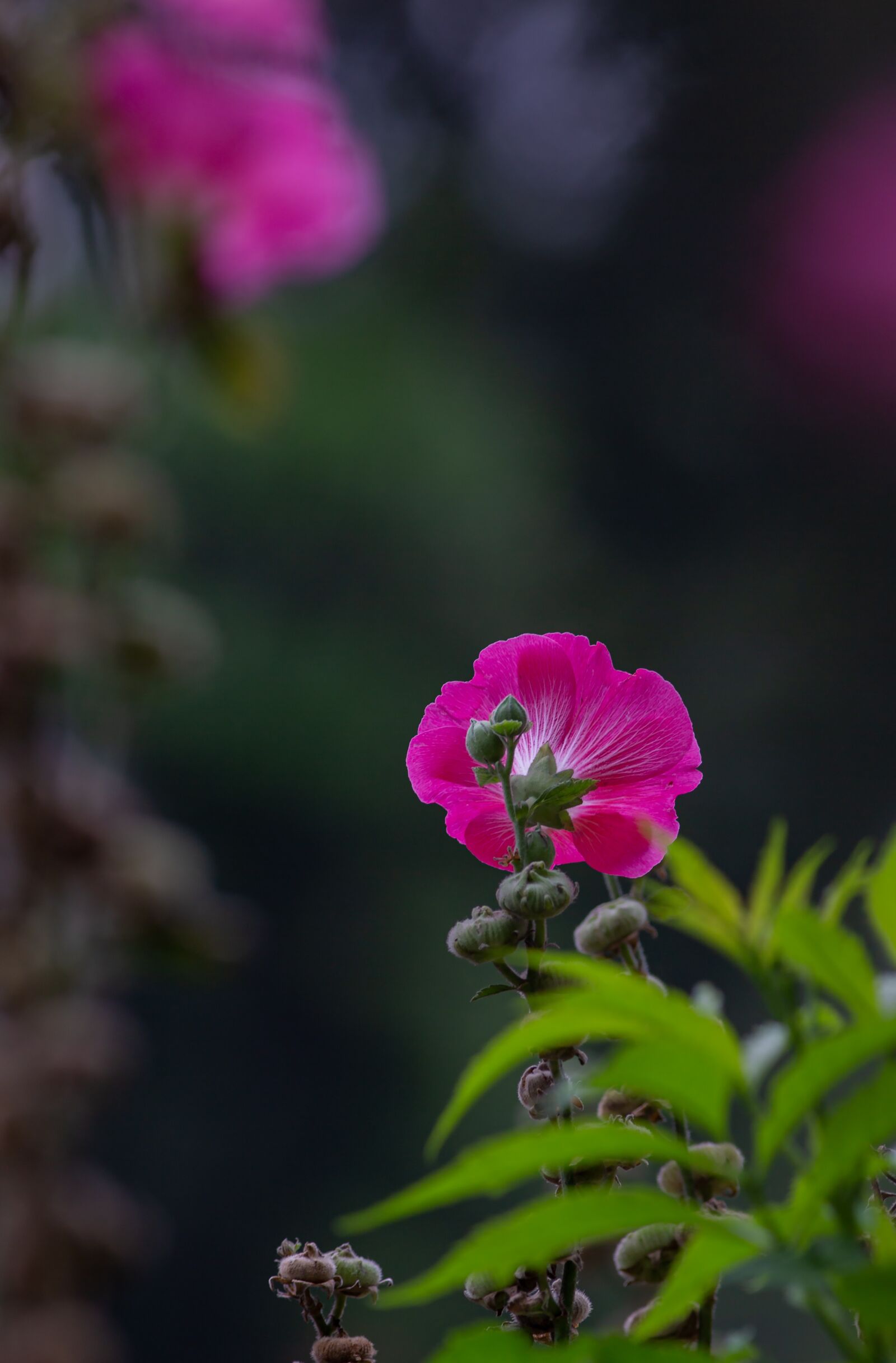 Canon EF 300mm f/4L sample photo. Chronic, family, pink photography