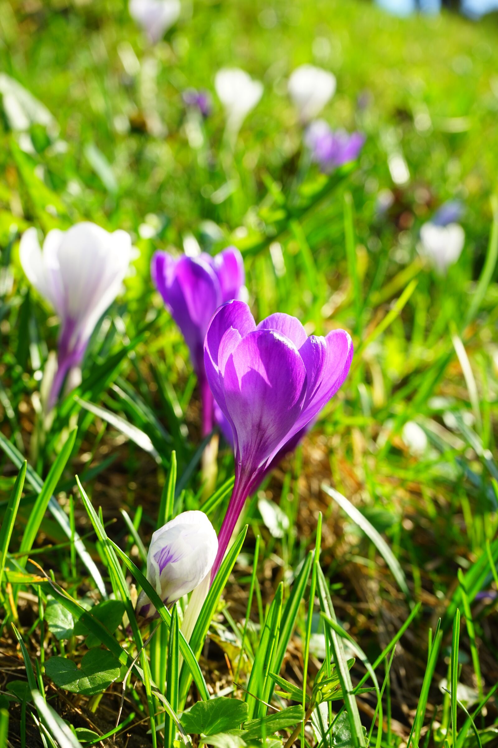 Sony a7 sample photo. Crocus, flower, spring photography