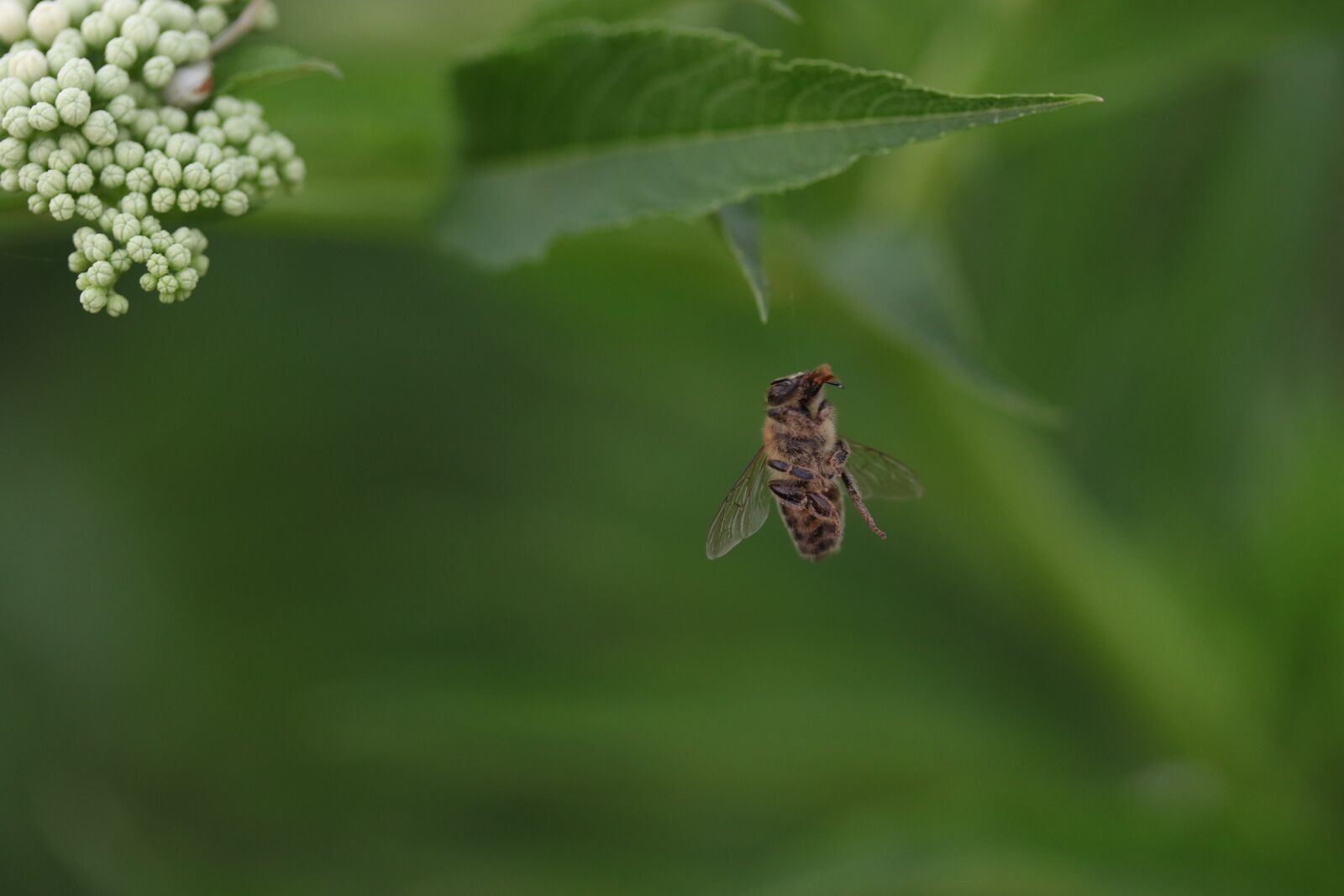 Canon EF-S 60mm F2.8 Macro USM sample photo. Bee, insecta, flight photography