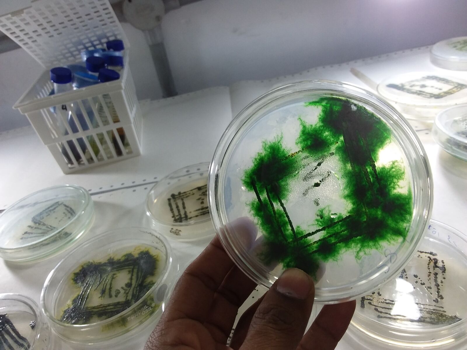 Samsung Galaxy Tab S2 sample photo. Spirulina culture plate, spirulina photography