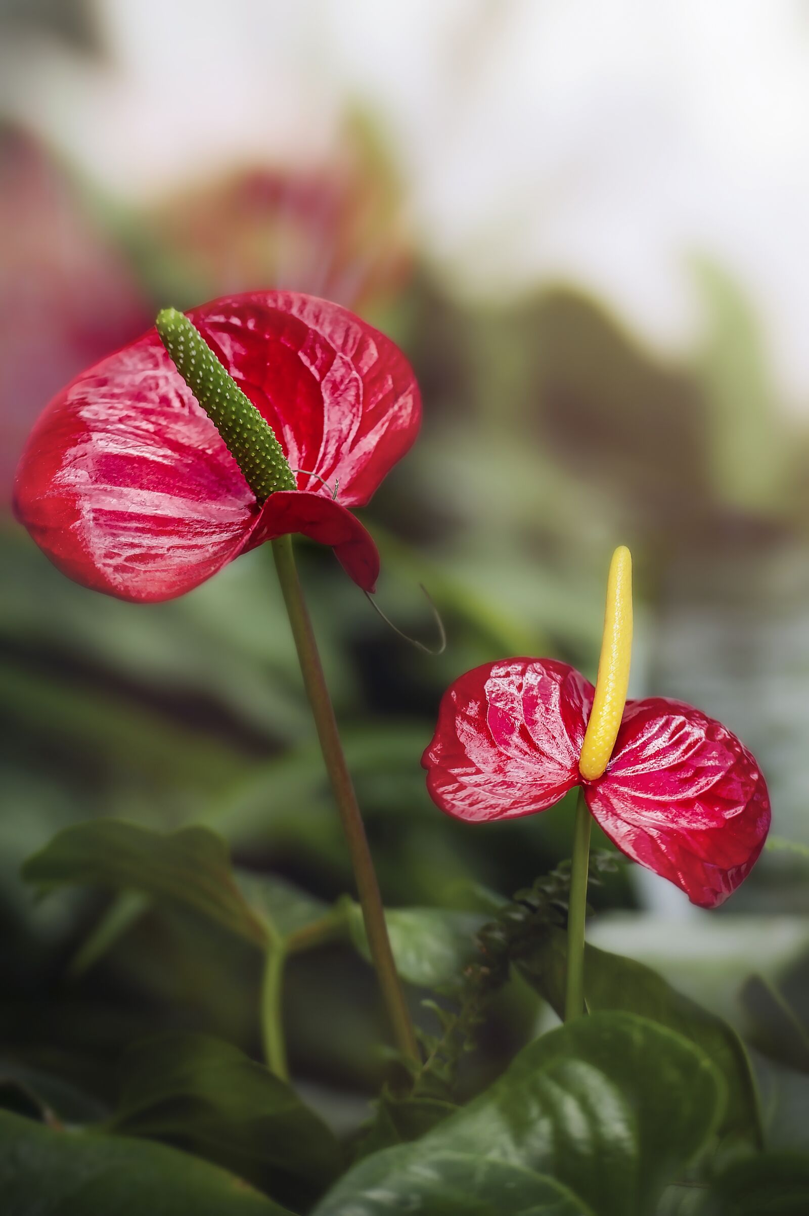 Nikon D3S sample photo. Flower, anthurium, garden photography