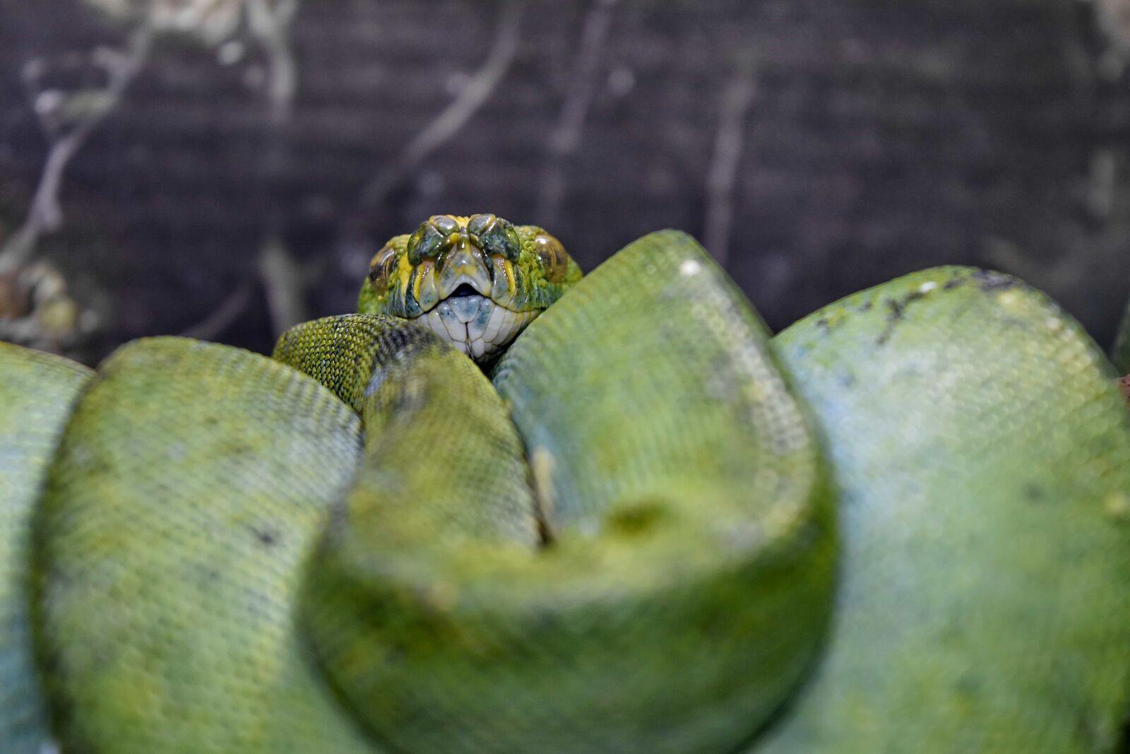 Nikon D5500 sample photo. Green snake, python, animal photography