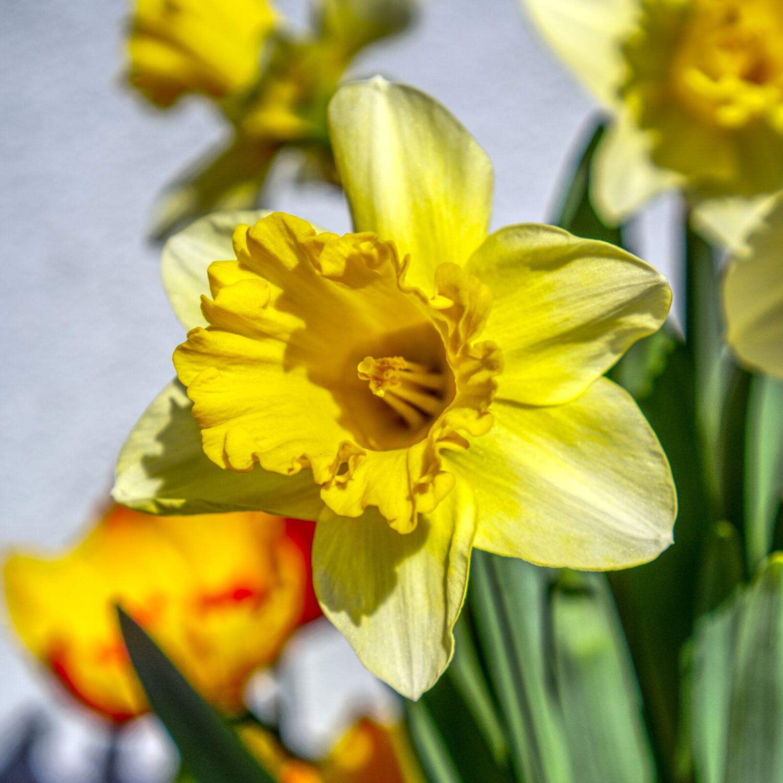 Sony a6000 sample photo. Flower, narcissus, narcissus pseudonarcissus photography