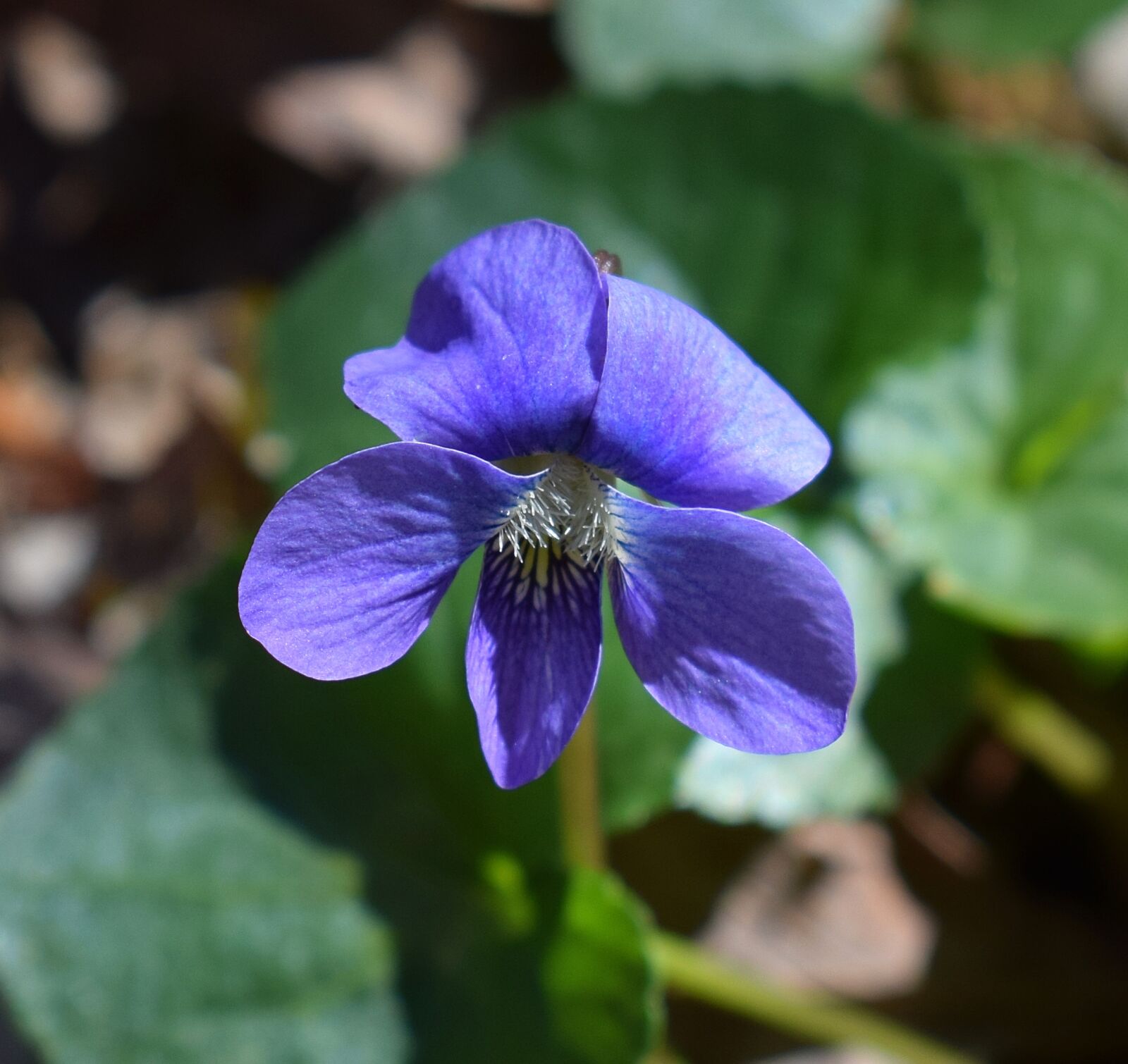 Nikon D3300 sample photo. Violet, close-up, wildflower photography