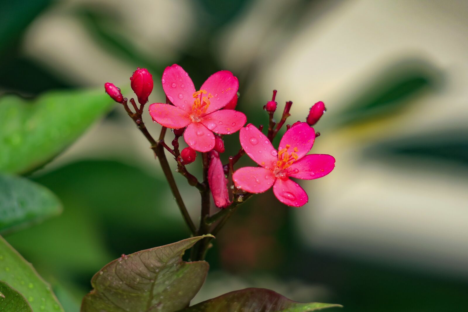Canon PowerShot G3 X sample photo. Nature, plant, flower photography