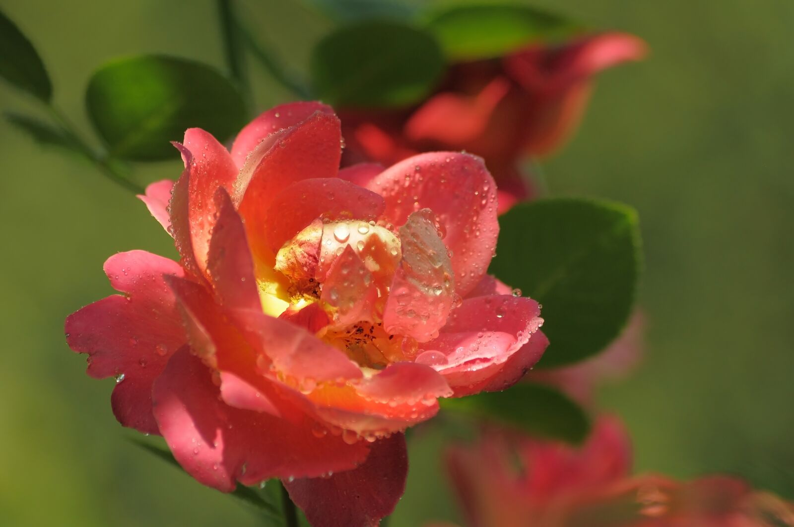 Nikon D90 sample photo. Flower, beautiful, rose photography
