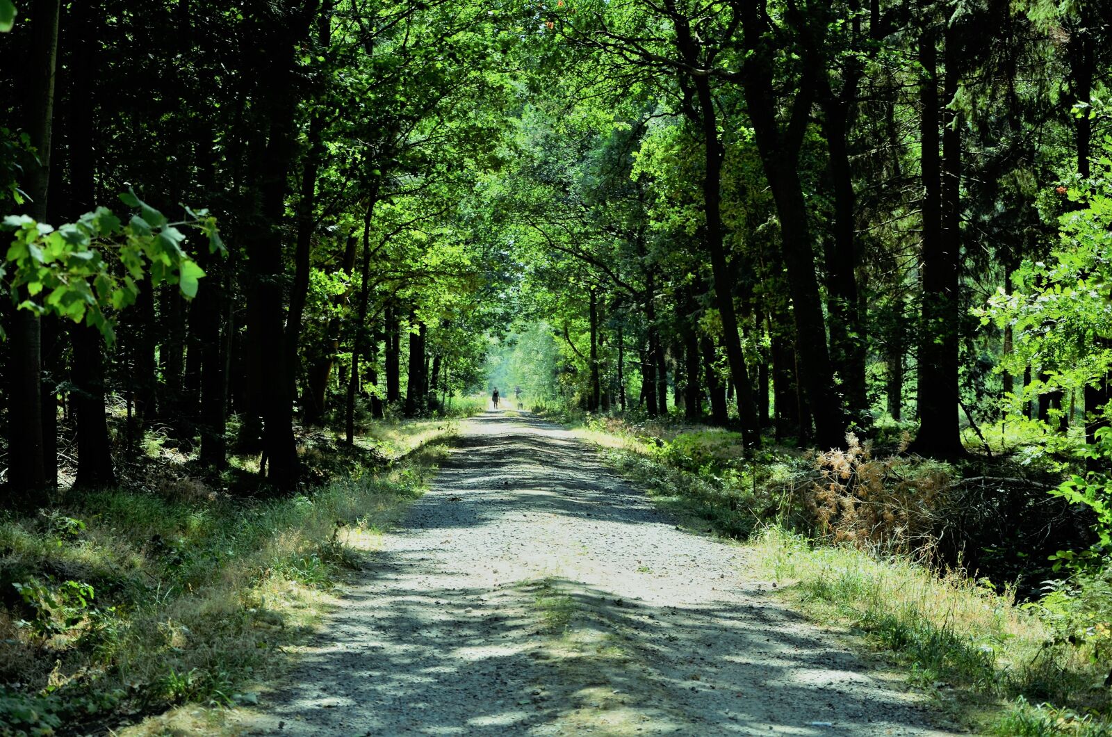 Nikon D5100 sample photo. Away, forest path, trees photography