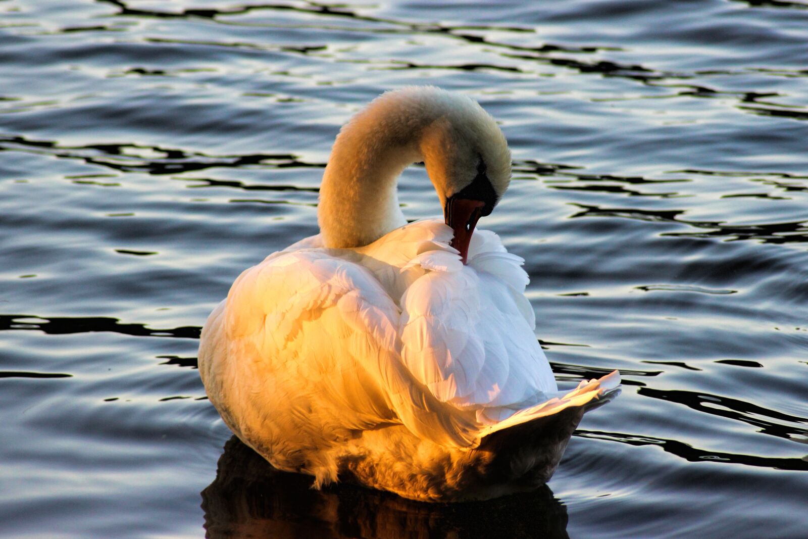 Canon EOS 600D (Rebel EOS T3i / EOS Kiss X5) sample photo. Swan, evening sun, plumage photography