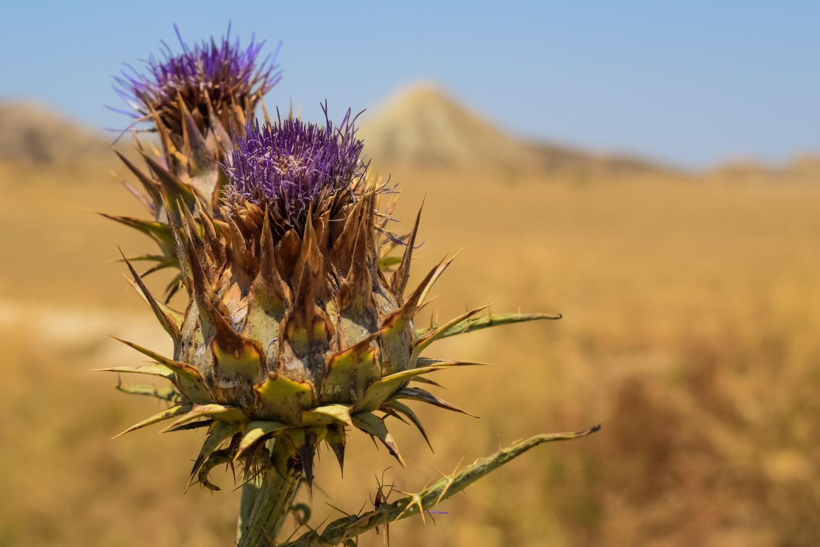 Nikon D3300 sample photo. Thistle, flower, plant photography