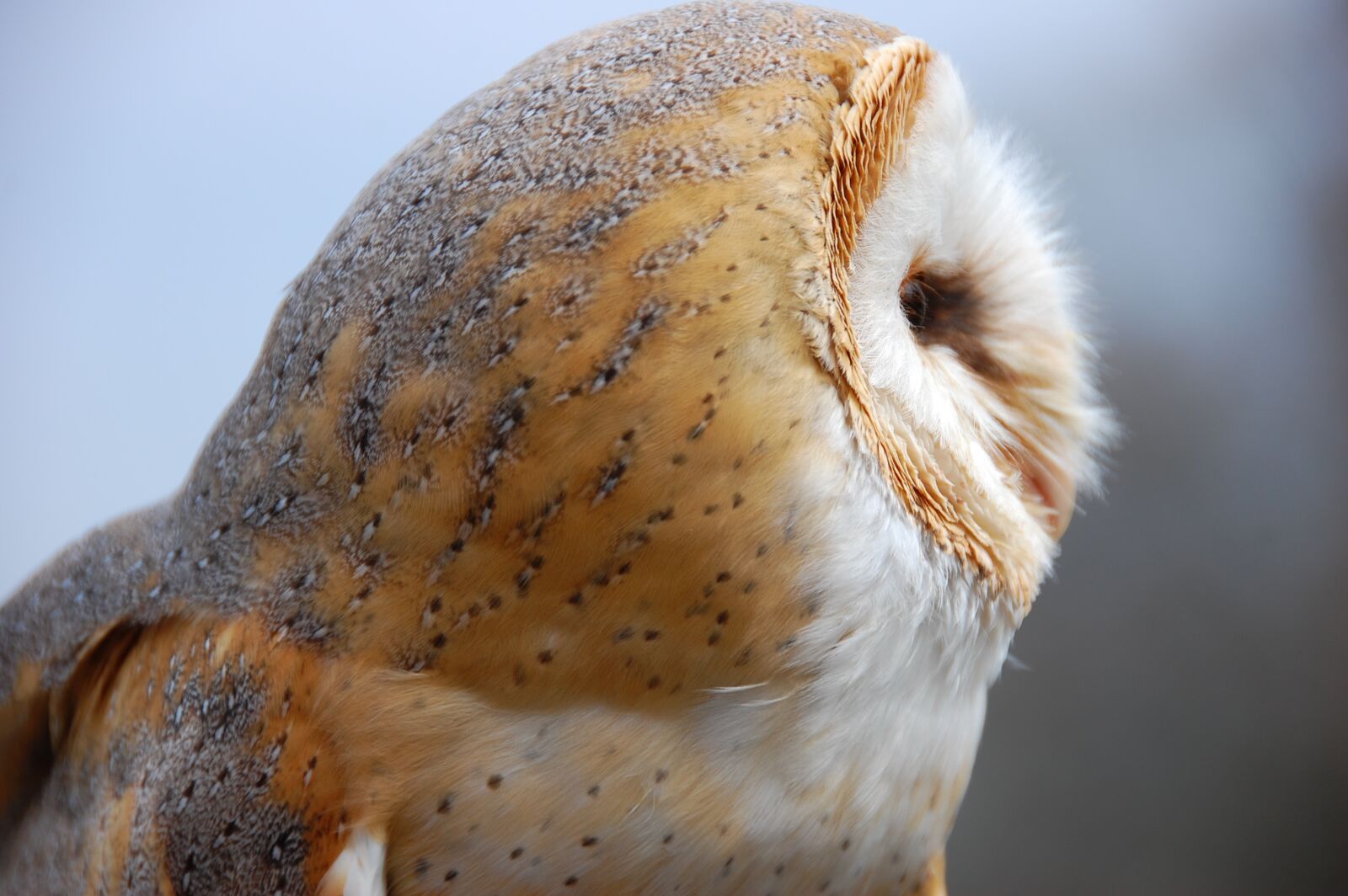 Nikon D40 sample photo. Owl, bird, barn owl photography
