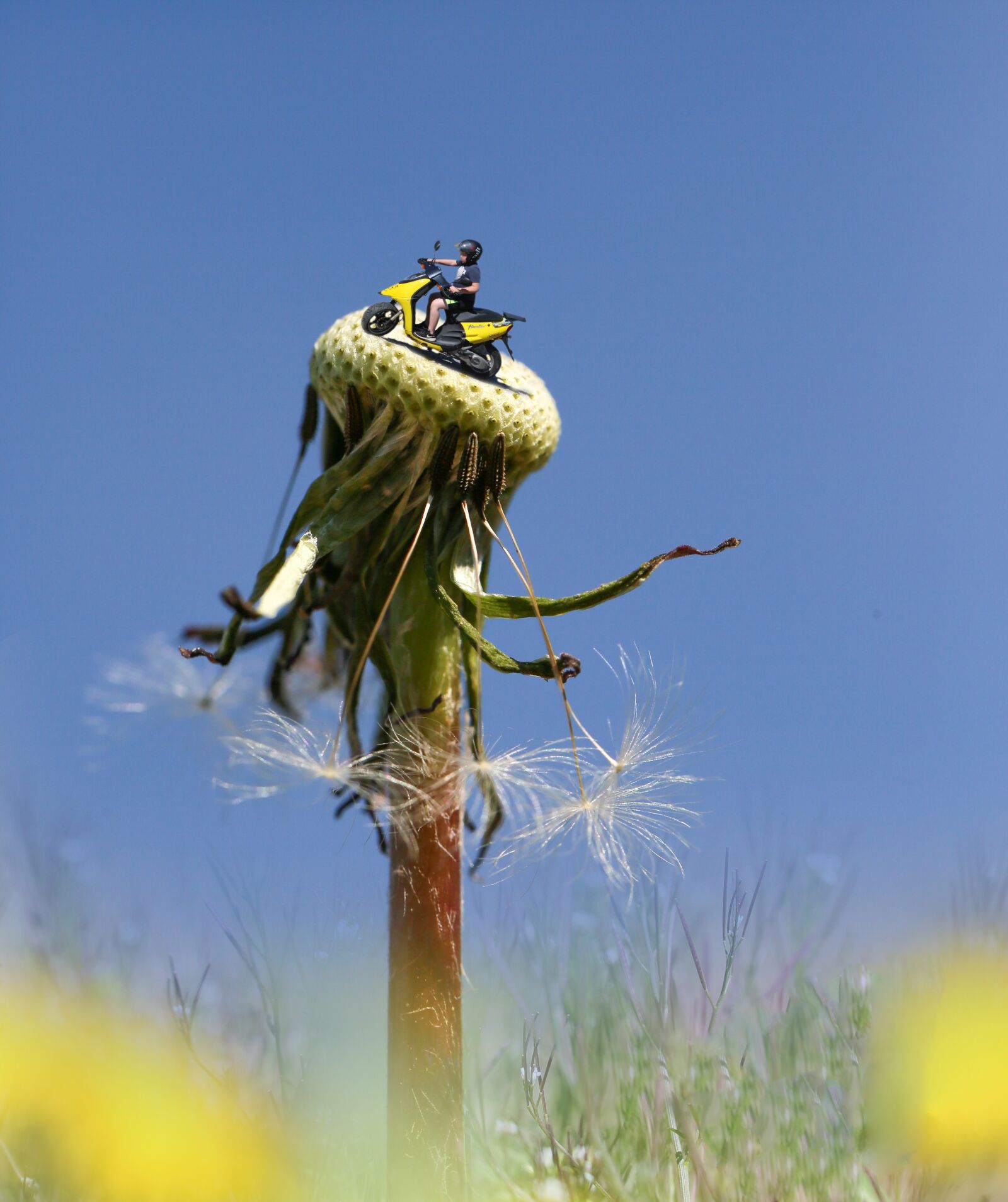 Canon EF 100mm F2.8L Macro IS USM sample photo. Dandelion, assembly, moped photography