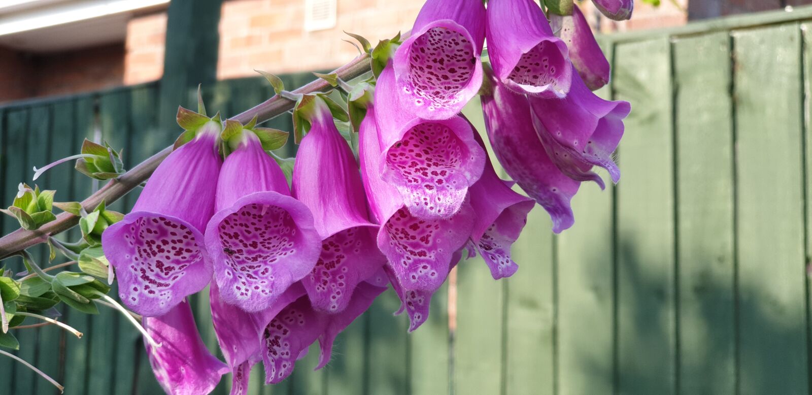 Samsung Galaxy Note9 sample photo. Foxglove, flowers, garden photography