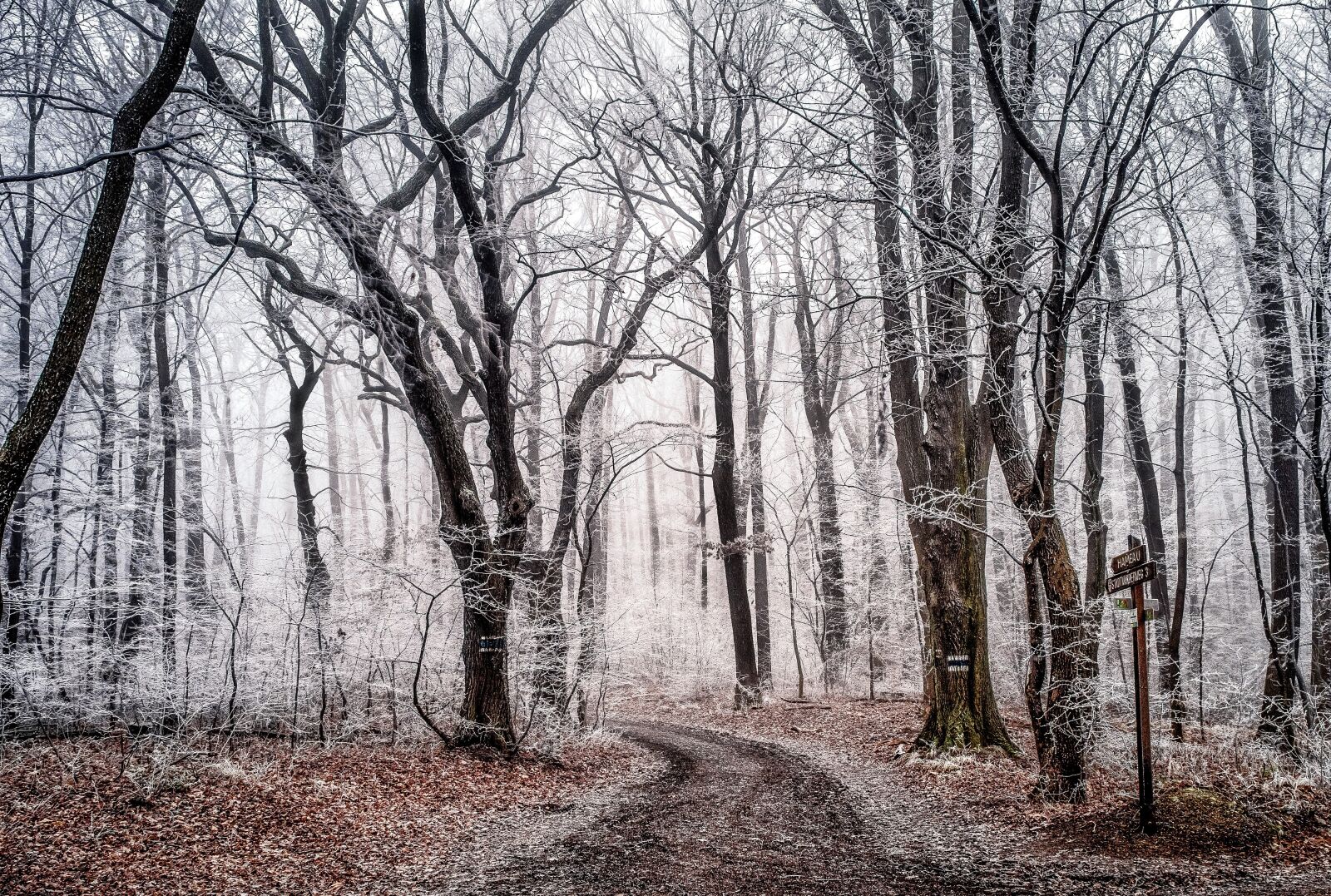 Olympus OM-D E-M1 + Olympus M.Zuiko Digital ED 12-40mm F2.8 Pro sample photo. Wood, tree, landscape photography
