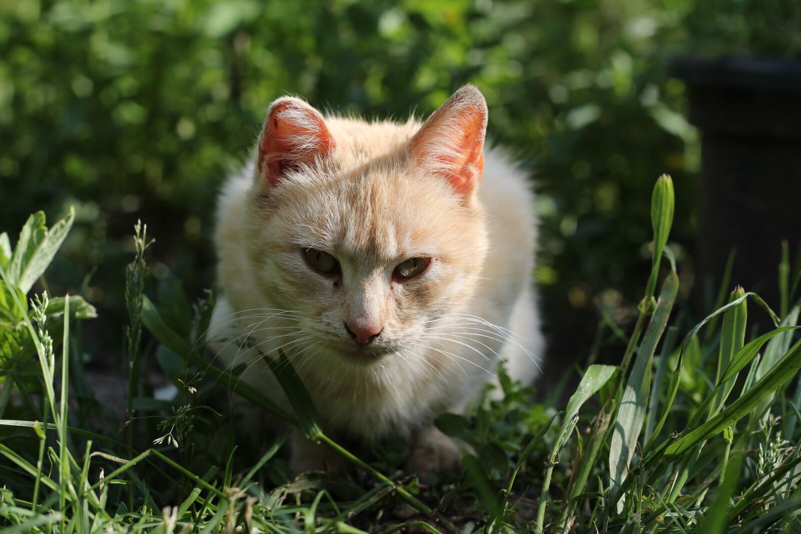Canon EOS 600D (Rebel EOS T3i / EOS Kiss X5) + Canon EF 50mm F1.8 II sample photo. Cat, dacha, cats photography