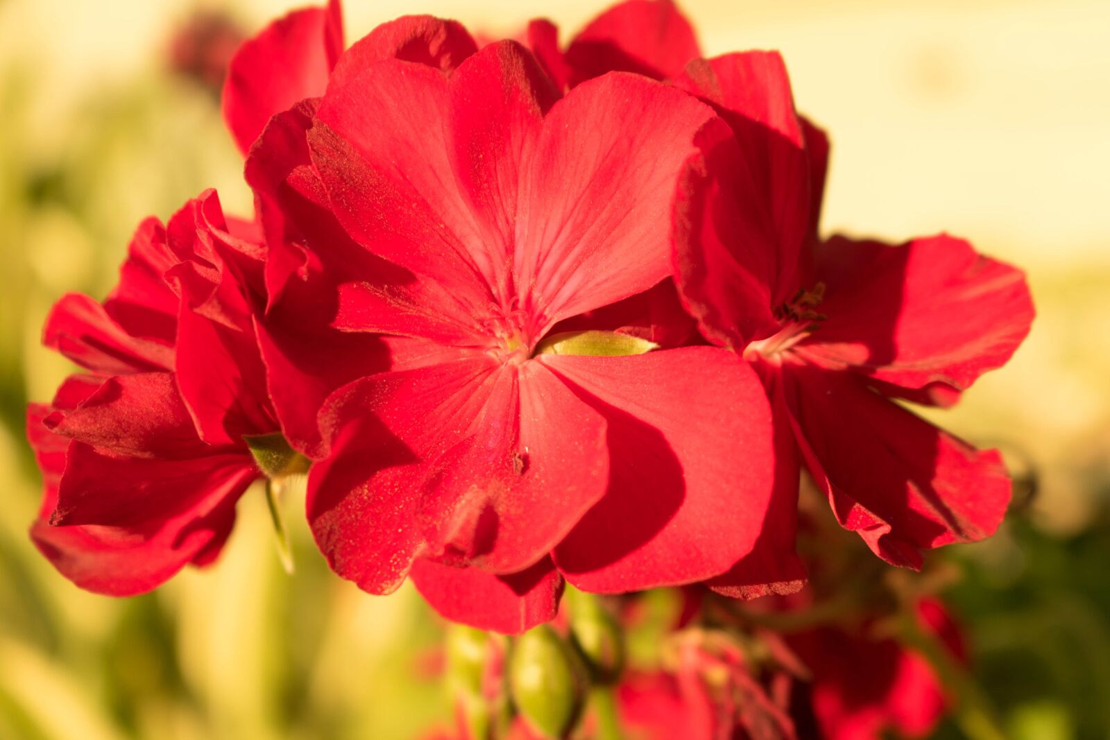 Canon EOS 750D (EOS Rebel T6i / EOS Kiss X8i) sample photo. Flower, red, flowers photography