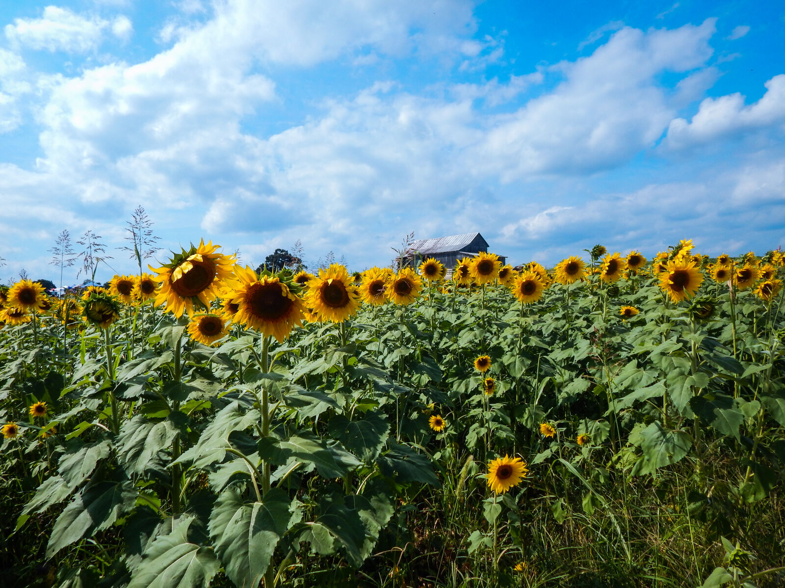 Nikon Coolpix L830 sample photo. Barn, sunflower photography