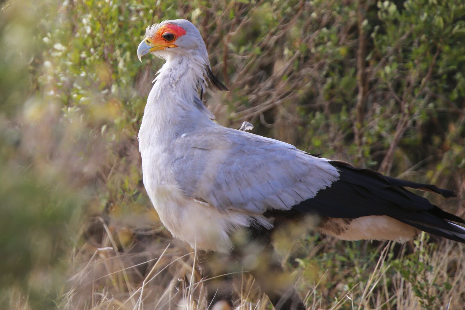 Canon EOS 6D sample photo. Secretary bird, raptor, predator photography